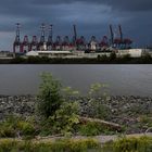 Hafen-Vegetation und -Kräne