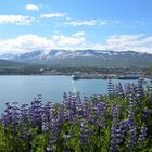 Hafen von Akureyri Island