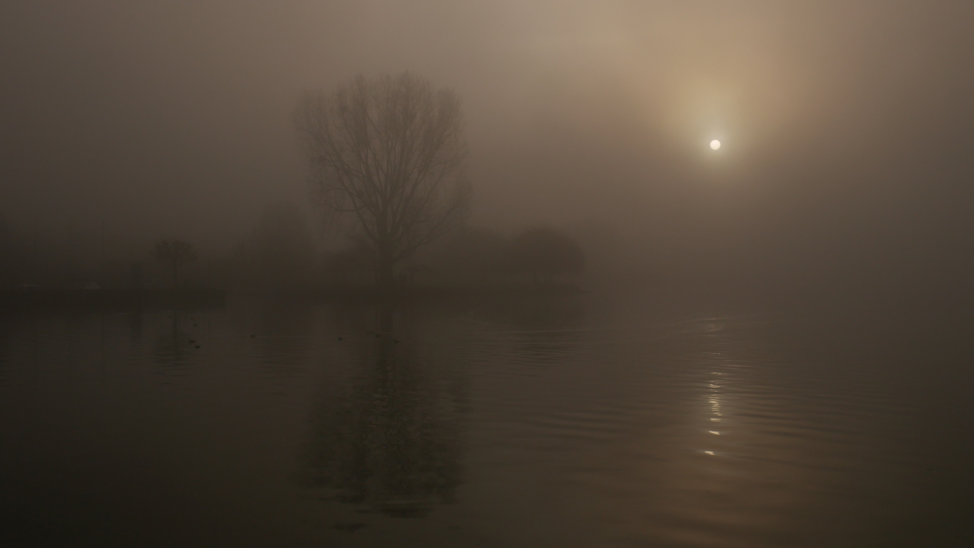 Hafen von Lüscherz im Nebel