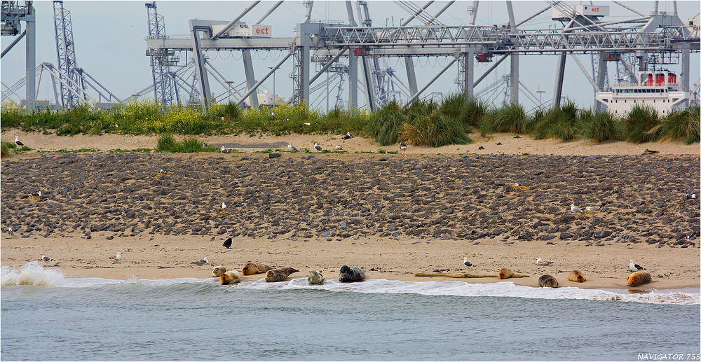 Hafenbewohner / Beerkanal / Europoort / Rotterdam