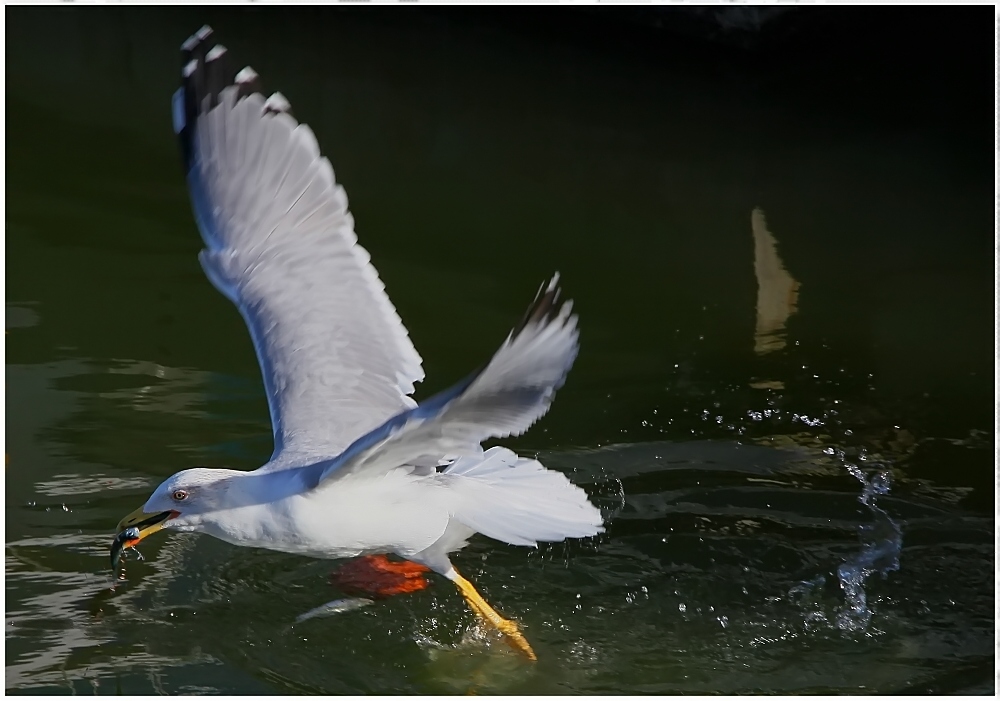 ... Hafenfischer ... / ... pêcheur du port ...