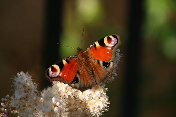 Hafenflieger_610 _ 10320_Fleetschloss_