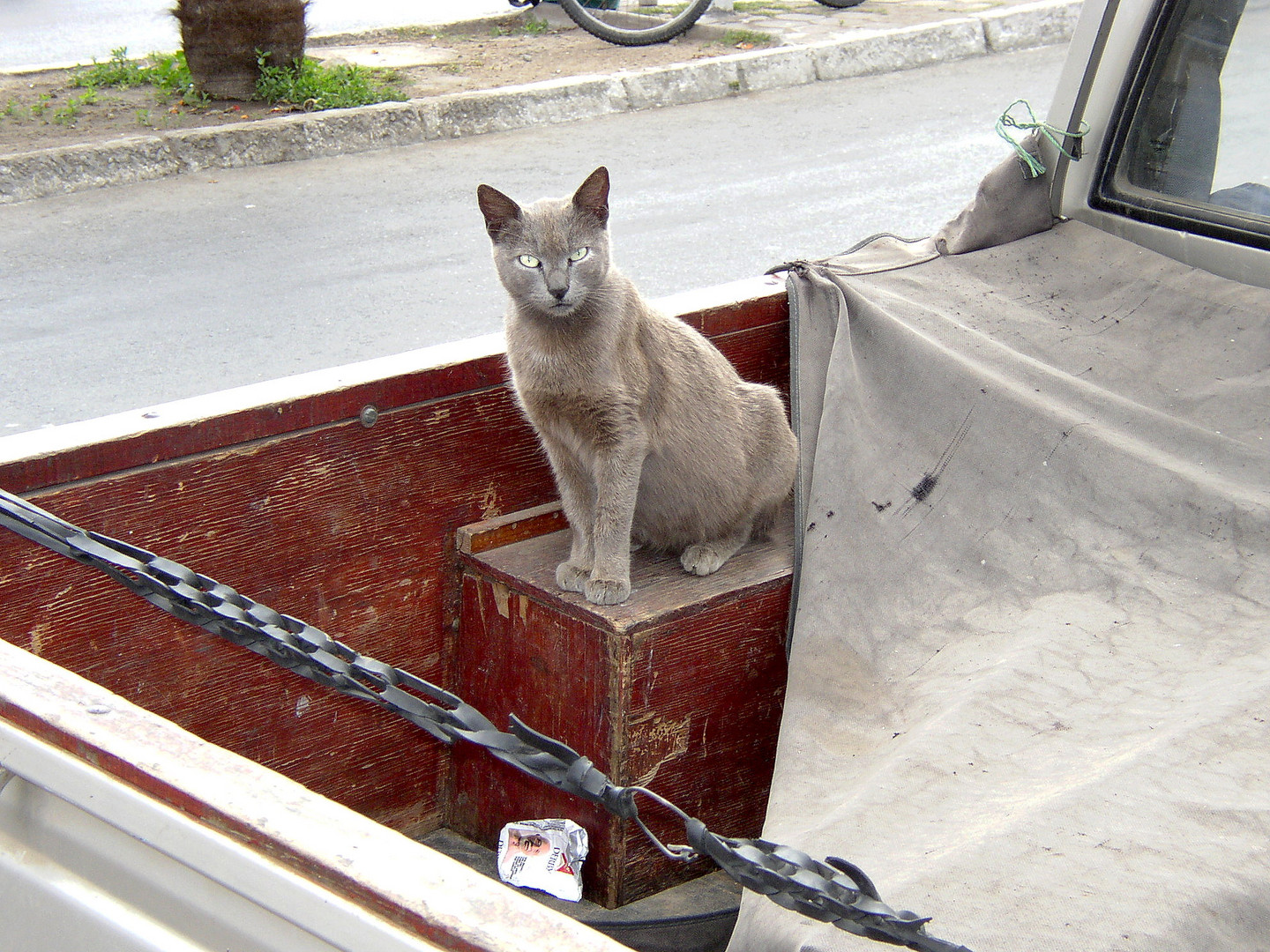 Hafenkatze in Coquimbo besetzt Pick-Up