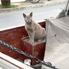 Hafenkatze in Coquimbo besetzt Pick-Up