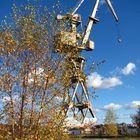 Hafenkrahn im Herbstlicht