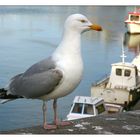 Hafenmöve in Dieppe ...