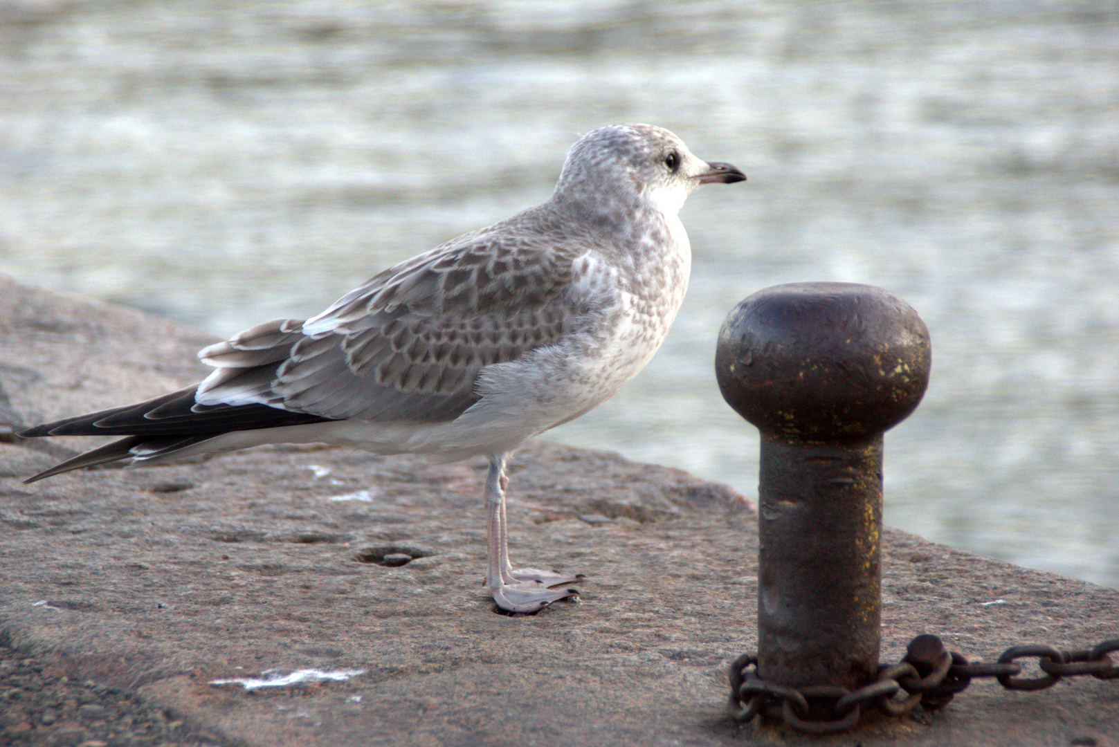 Hafenmöwe