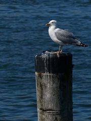 Hafenmöwe in Sassnitz