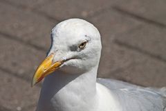 Hafenpolizei von Greetsiel