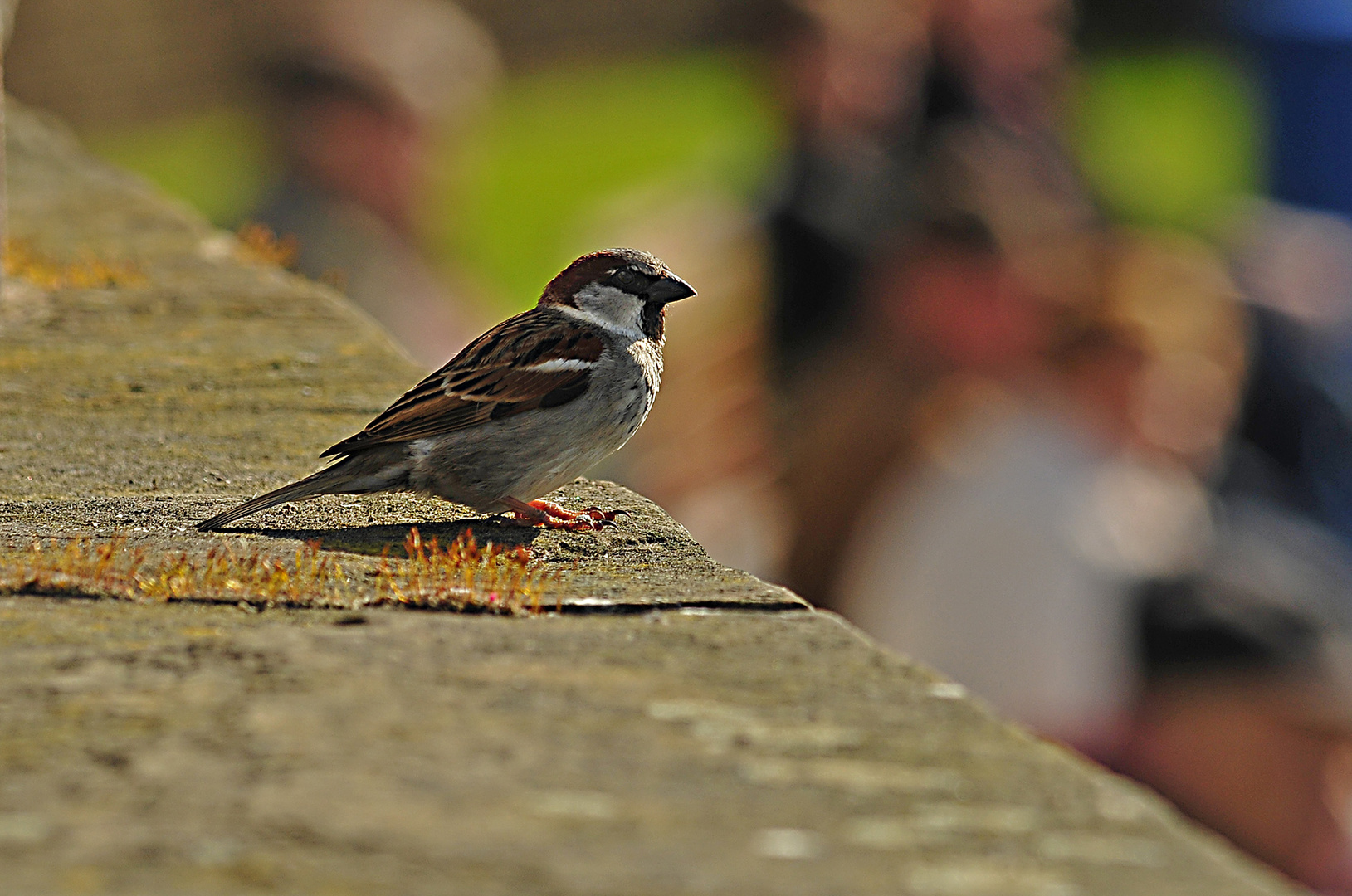 Hafenspatz von Neuharlingersiel