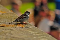 Hafenspatz von Neuharlingersiel