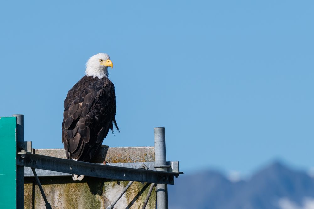 Hafenwächter