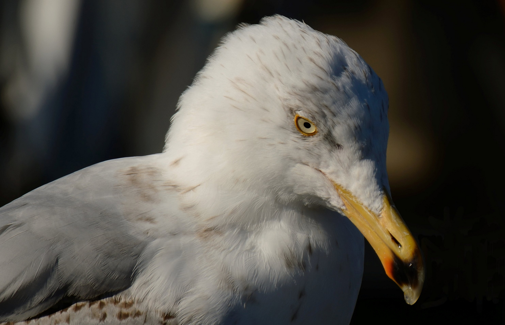 Hafenwächter...