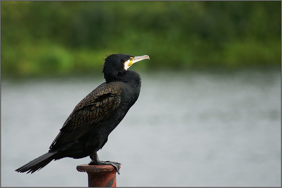 Hafenwächter ...