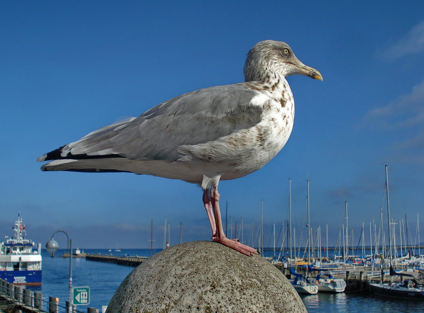 Hafenwächter