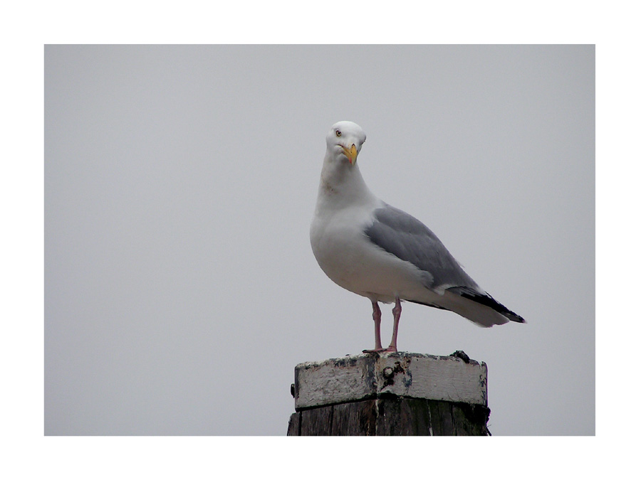 Hafenwächter