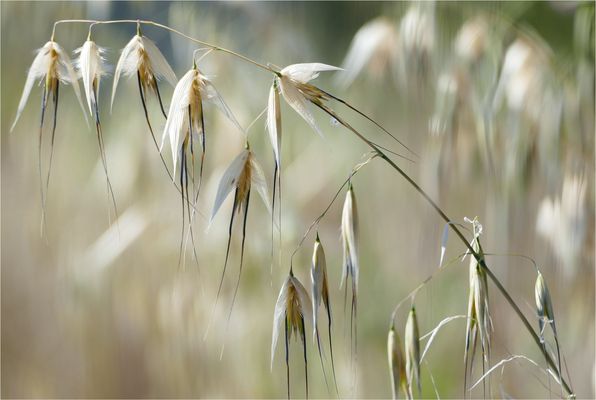 Hafer-Ähren