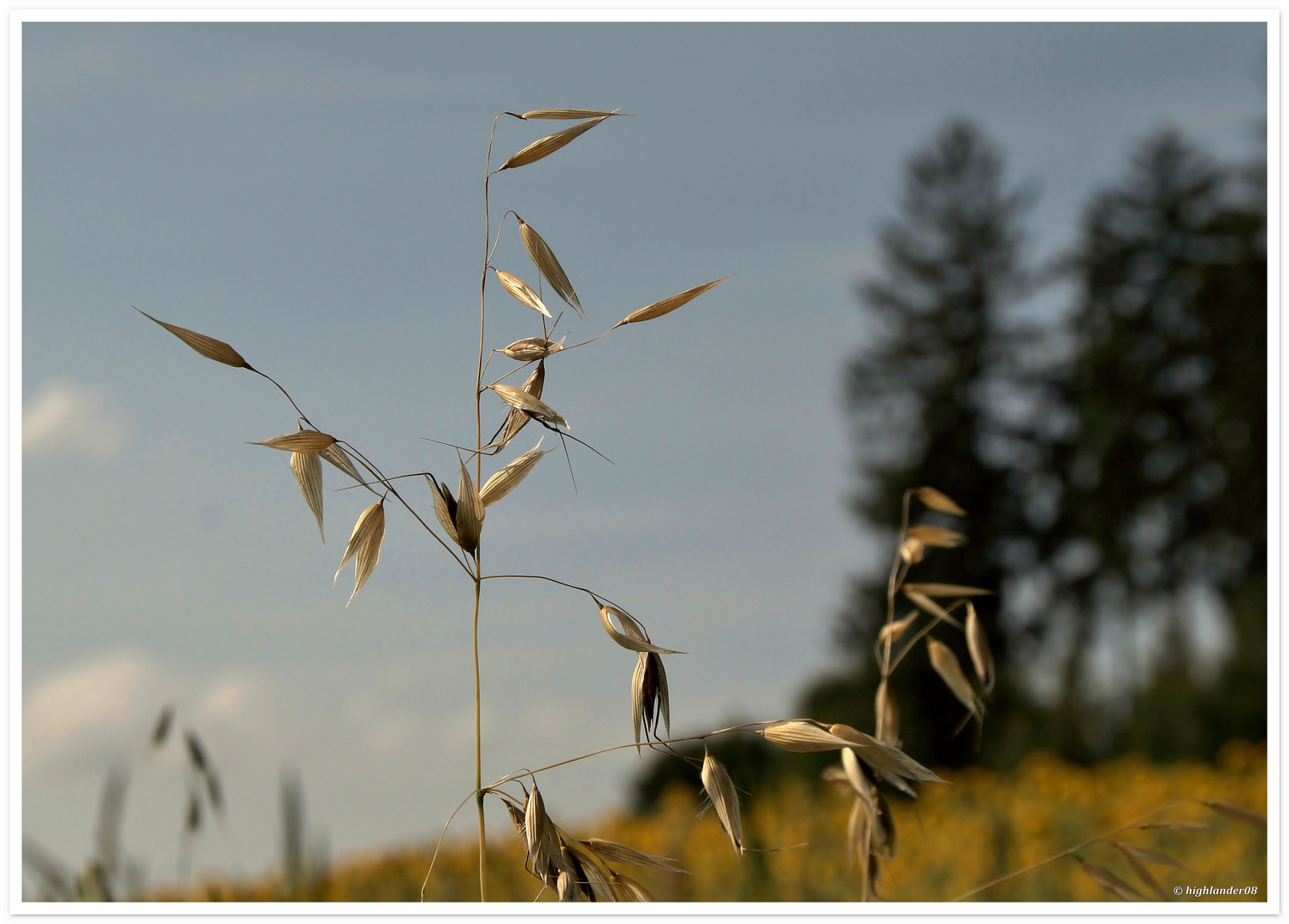 Hafer am Rande des Sonnenblumenfeldes