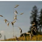 Hafer am Rande des Sonnenblumenfeldes