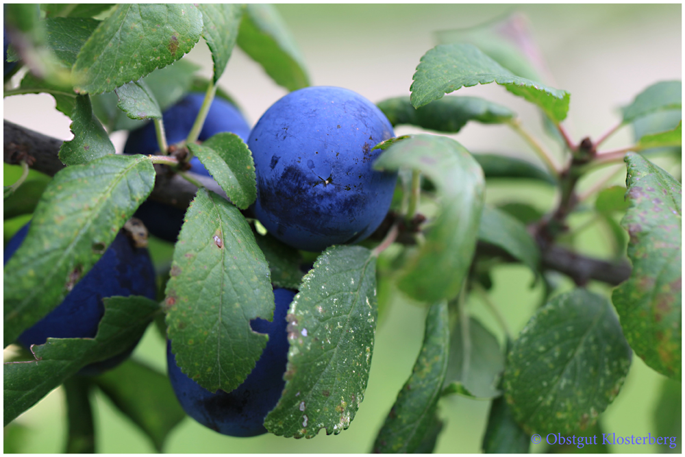 Hafer - Pflaume oder Kriechen - Pflaume Foto &amp; Bild | pflanzen, pilze ...