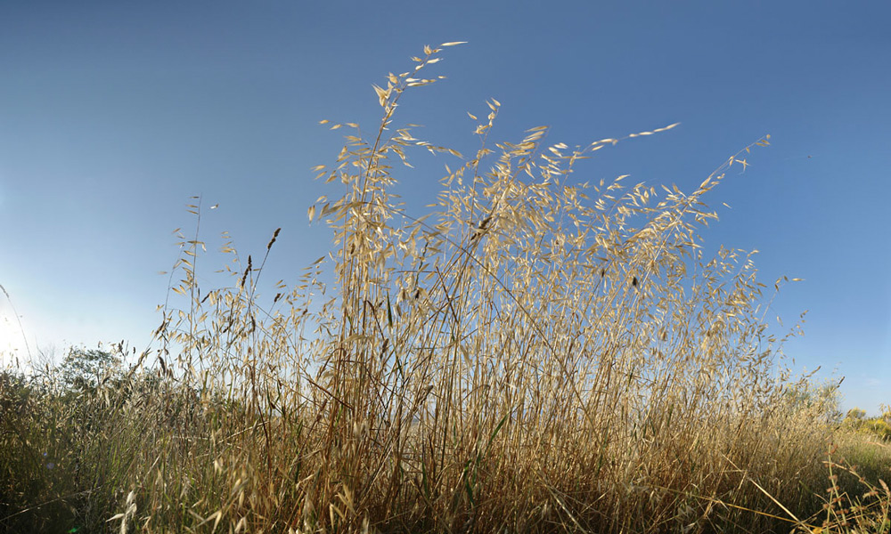 Hafer (sehr großes Panorama)