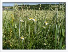 Hafer und Wildblumen