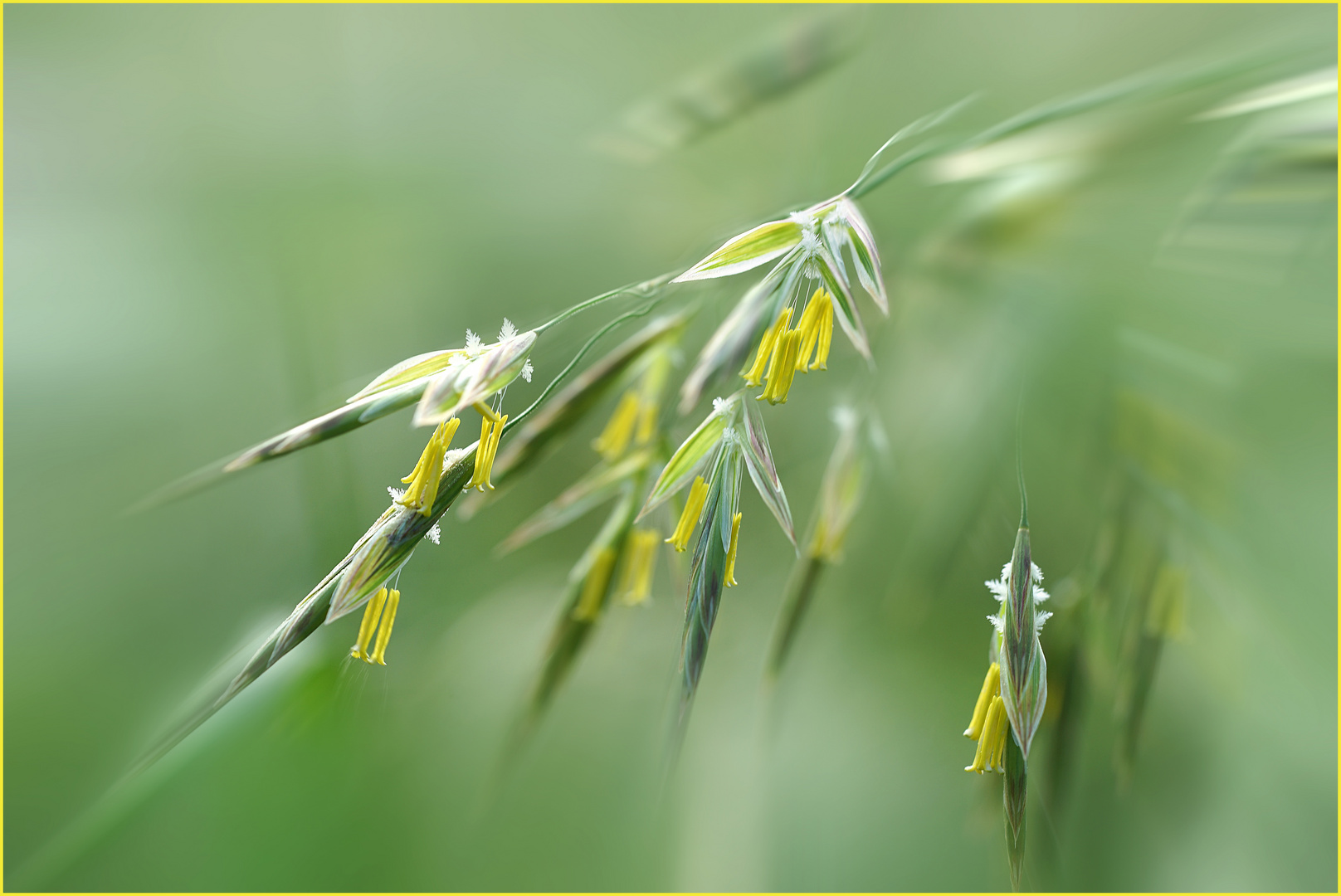 Haferblüte