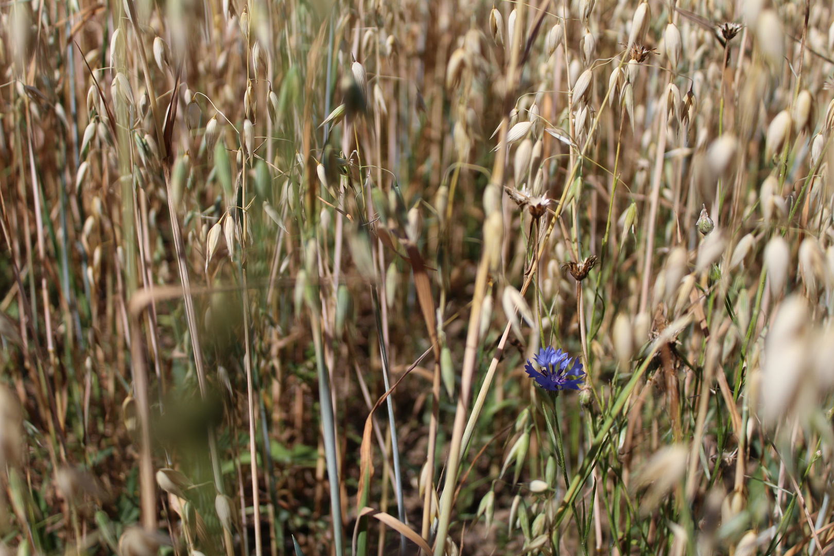 Haferfeld mit Kornblume