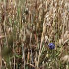 Haferfeld mit Kornblume