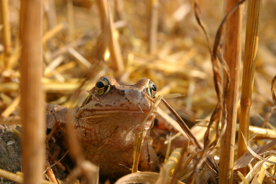 HaferFrosch