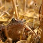 HaferFrosch