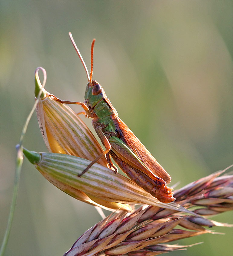 Haferhüpfer