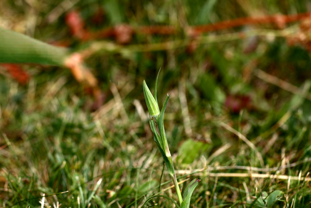 Haferwurzel (Tragopogon porrifolius)