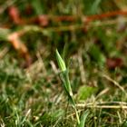 Haferwurzel (Tragopogon porrifolius)