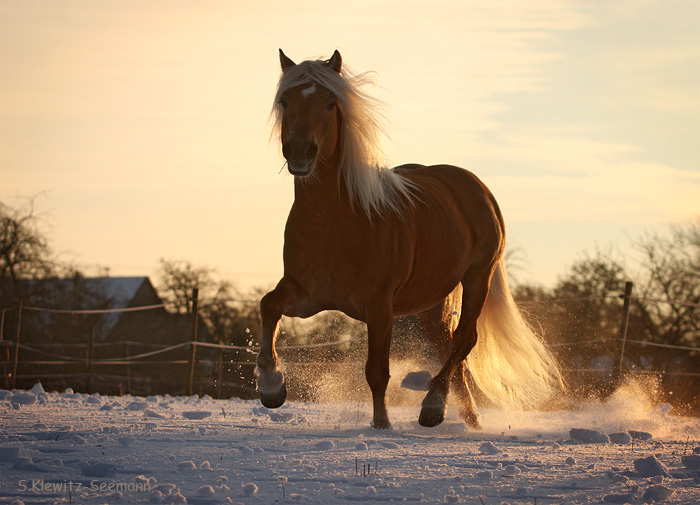 Hafi im Schnee