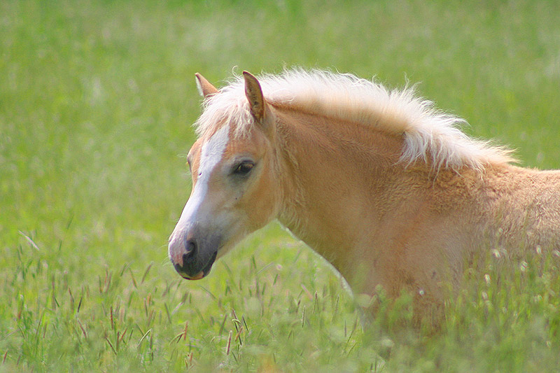 Hafifohlen in der Wiese