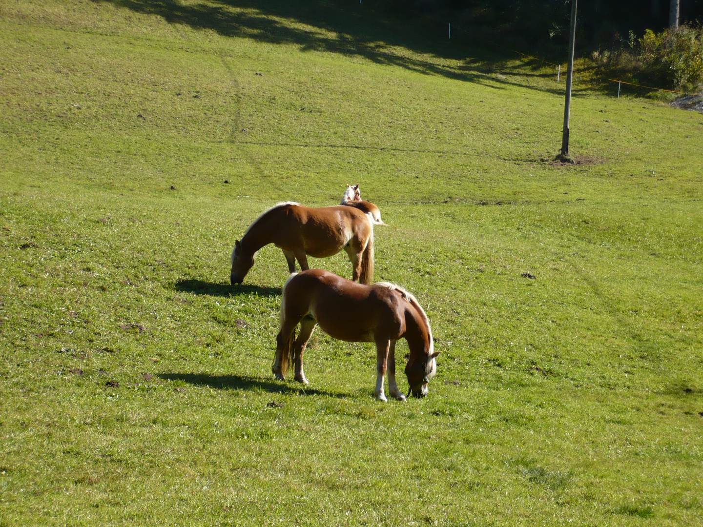 Hafling/3 (Südtirol)