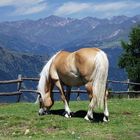 Haflinger