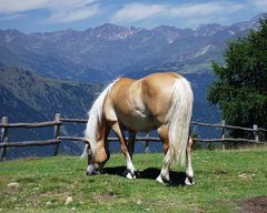 Haflinger