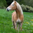 Haflinger