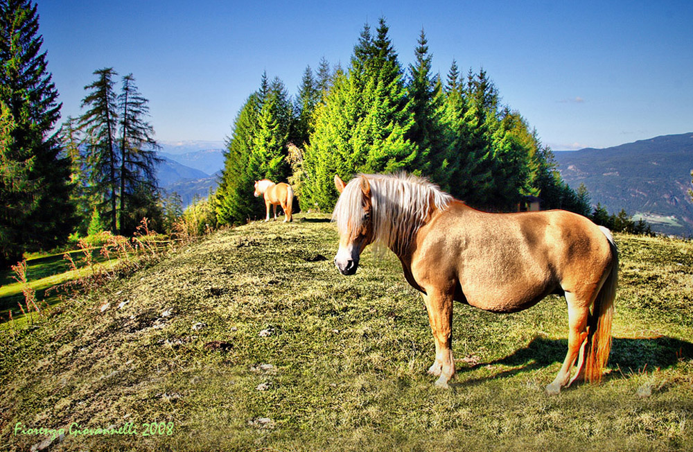 Haflinger