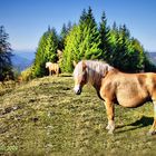 Haflinger