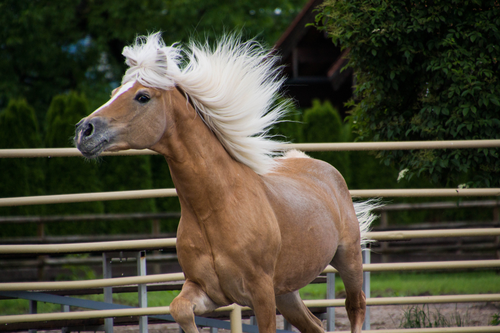 Haflinger