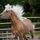 Haflinger