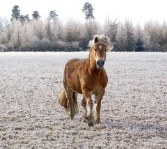 Haflinger