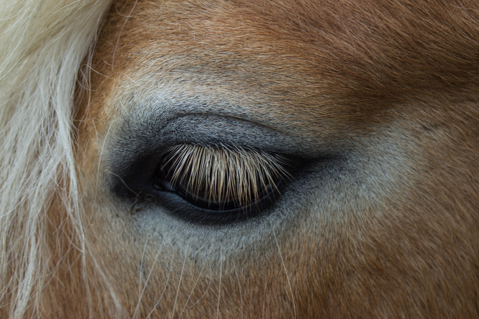 Haflinger