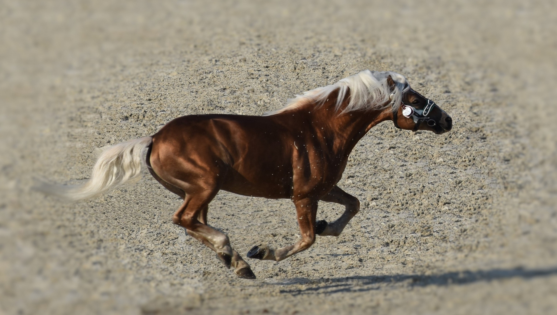 haflinger