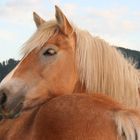 Haflinger