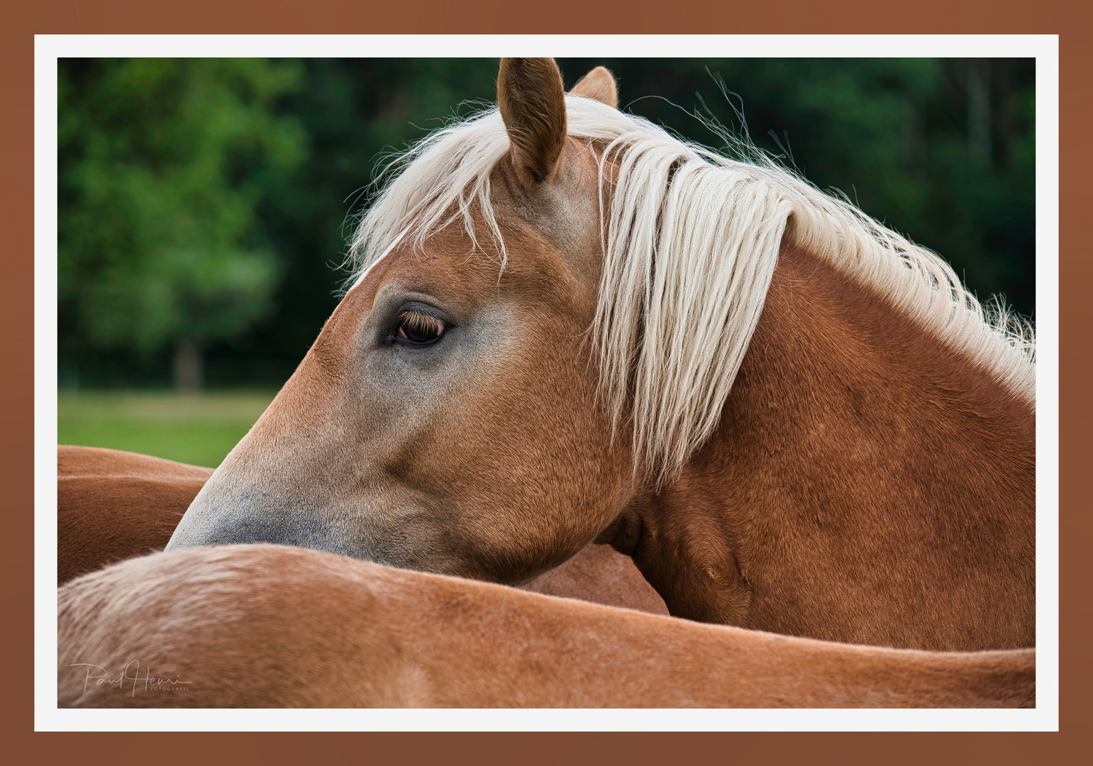 Haflinger