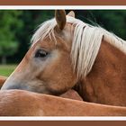 Haflinger